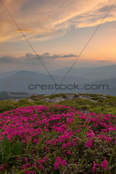 rhododendron in the Carpathian mountains and dramatic sky