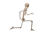 Skeleton running isolated on the white background
