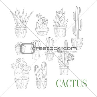 Different Cacti In Pots Hand Drawn Realistic Sketch