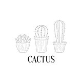 Three Chubby Home Cacti Hand Drawn Realistic Sketch