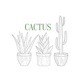 Three Tall Cacti In Pots Hand Drawn Realistic Sketch