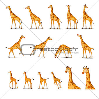 African Giraffe Isolated on White Background
