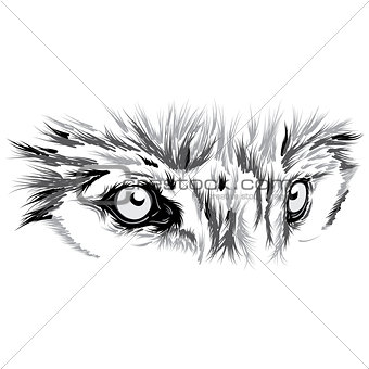 beautiful Wolf face. Vector illustration