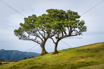 Two lonely trees growing in the hills of Madeira mountain plateau