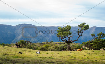 Cows in the hills of Fanal forest national park at Madeira island.