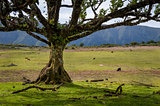 Old tree and cows at the fields of Fanal national park, Madeira island.