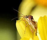 Lygus punctatus bug in yellow flower
