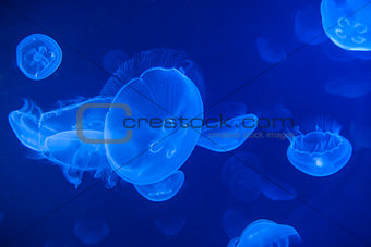 Sea Jellys, jellyfish