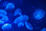 Sea Jellys, jellyfish