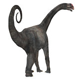 Brontomerus Dinosaur Tail