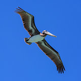 Pelican in flight.