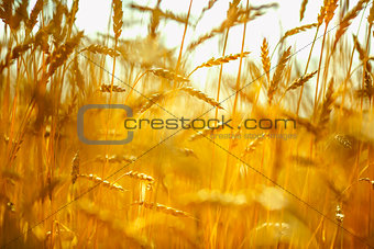 Wheat field. Ears of golden wheat close up. Rich harvest concept