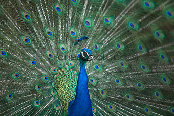  Male Indian Peafowl head and tail