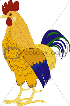 Cock vector illustration of rooster isolated on white background