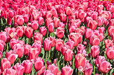 Meadow colored tulips