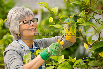Taking care of lemon tree
