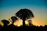 Silhouetted Kwivertrees at Sunset.