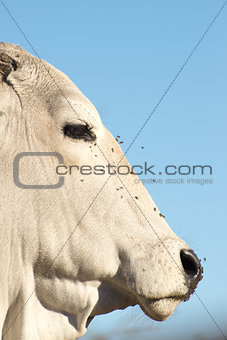 Portrait of a Brahman Cow.
