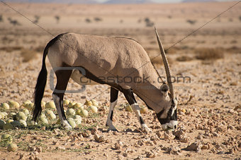 Oryx in Desert biting in to Desert Melon.