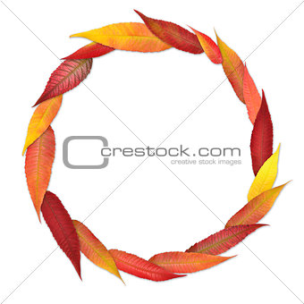 colorful leaves in a circle