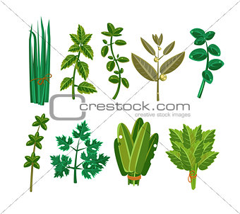 Set of 9 vector herbs