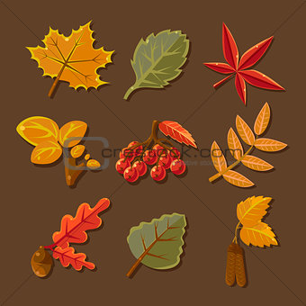 Set of colorful autumn leaves. Vector