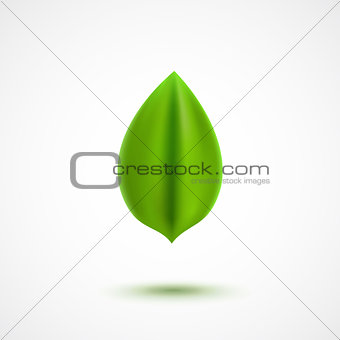 Realistic vector green leaf