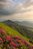 rhododendron in mountains Carpathians