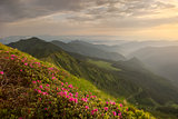 rhododendron in mountains Carpathians