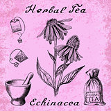 Echinacea botanical illustration