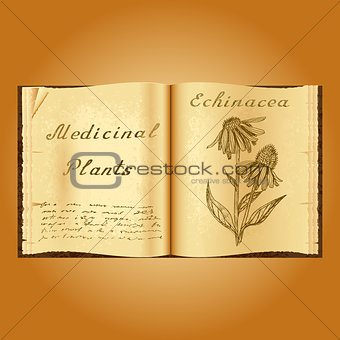 Echinacea. Botanical illustration. Medical plants. Book herbalist. Old open book