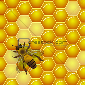 Vector bee and honeycombs texture background.