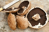 Group of five portobello mushroom caps with knife