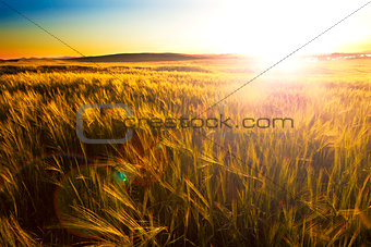 Wheat filed and sunset.Agriculture