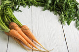 Freshly grown carrots