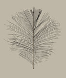 Black Bird Feather Drawn in Vector Illustration.
