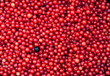 Fresh delicious organic red currant as a background