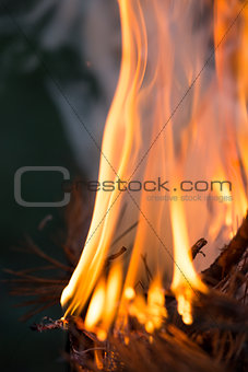 Bonfire, Burning branches, macor fire and smoke, close-up