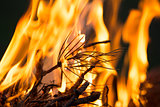 Bonfire, Burning branches, macor fire and smoke, close-up