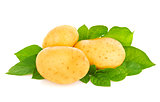 Young organic potatoes with green leaf