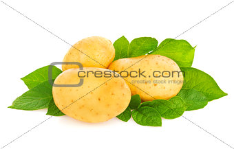 Young organic potatoes with green leaf
