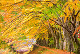 Maple Leaf Corridor
