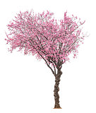 pink sacura tree 