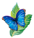 Watercolor blue butterfly on green leaves.