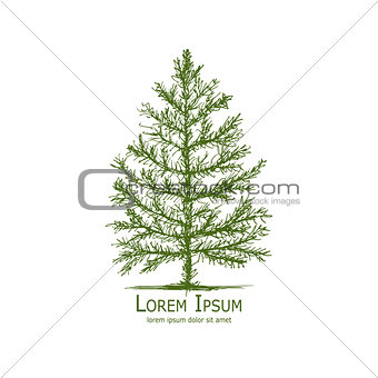 Pine tree, art sketch for your design