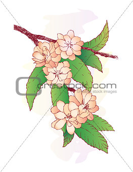 Branch with oriental cherry flowers isolated