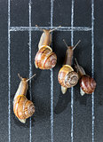 Snails on the athletic track