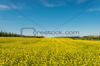 Yellow rapeseed field in bloom