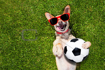 dog plays with soccer ball