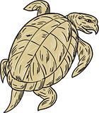 Ridley Turtle Drawing